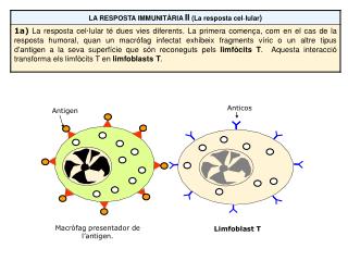 Macròfag presentador de l’antigen.