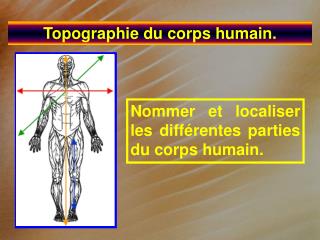 Topographie du corps humain.