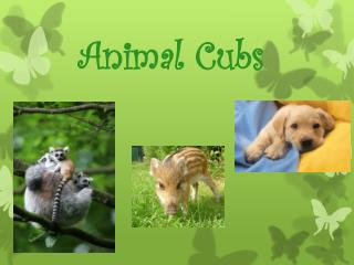 Animal Cubs