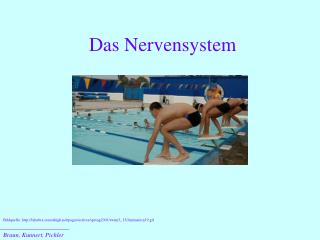 Das Nervensystem