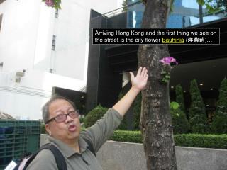 Arriving Hong Kong and the first thing we see on the street is the city flower Bauhinia ( 洋紫荊 )…