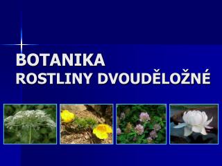 BOTANIKA ROSTLINY DVOUDĚLOŽNÉ