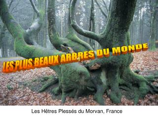 Les Hêtres Plessés du Morvan, France