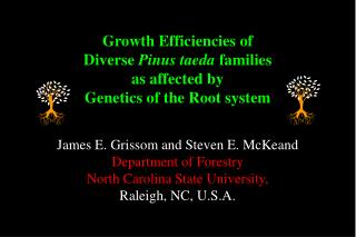 Growth Efficiencies of Diverse Pinus taeda families as affected by Genetics of the Root system