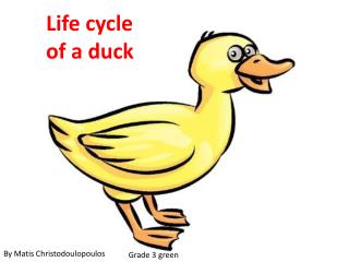 Life cycle of a duck