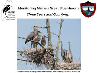 Two neighboring active great blue heron nests with nestlings. Photo by Ron Logan