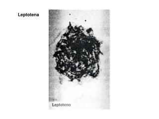 Leptotena