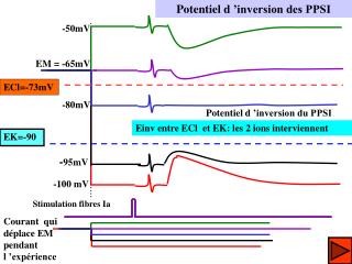 Potentiel d ’inversion des PPSI