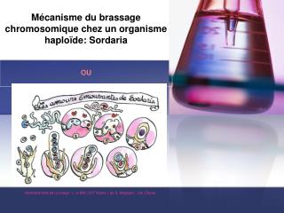 Mécanisme du brassage chromosomique chez un organisme haploïde: Sordaria OU