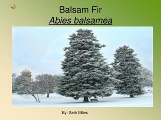 Balsam Fir Abies balsamea