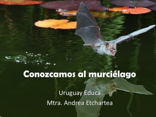 Conozcamos al murciélago