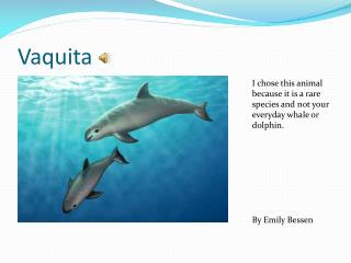 Vaquita