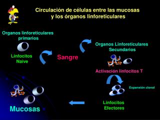Circulación de células entre las mucosas y los órganos linforeticulares
