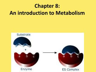 Chapter 8: An introduction to Metabolism