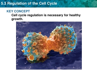 KEY CONCEPT Cell cycle regulation is necessary for healthy growth.