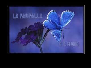 LA FARFALLA