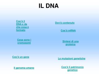 IL DNA