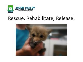 Rescue, Rehabilitate, Release!