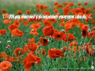 We cherish too, the poppy red,
