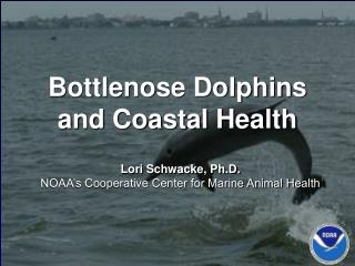 Bottlenose Dolphins and Coastal Health