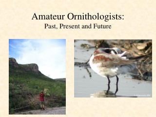 Amateur Ornithologists: Past, Present and Future