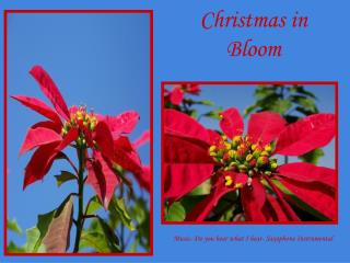 Christmas in Bloom