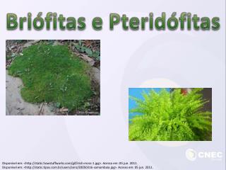 Briófitas e Pteridófitas