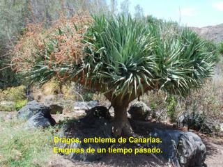 Dragos, emblema de Canarias. Enigmas de un tiempo pasado.