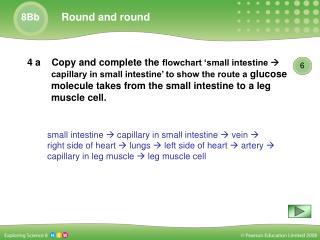 4 b Show the route an oxygen molecule takes from the lungs to a leg muscle cell.