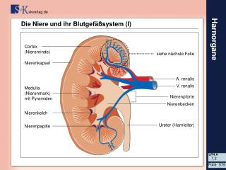 Die Niere und ihr Blutgefäßsystem (I)