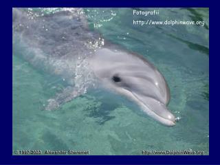 Fotografii dolphinwave