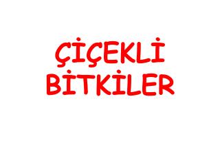 ÇİÇEKLİ BİTKİLER