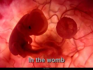 In the womb