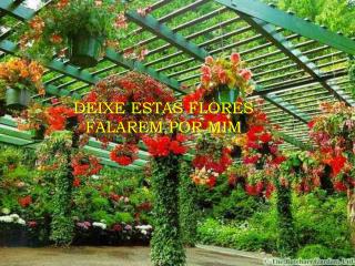 DEIXE ESTAS FLORES FALAREM POR MIM