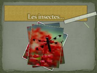 Les insectes…