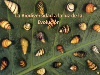 La Biodiversidad a la luz de la Evolución