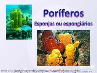 Poríferos