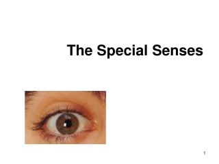 The Special Senses