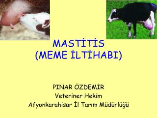 MASTİTİS (MEME İLTİHABI)