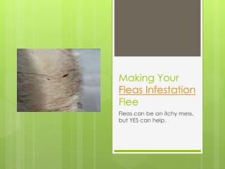 Making Your Fleas Infestation Flee