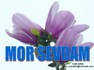 MOR SEVDAM