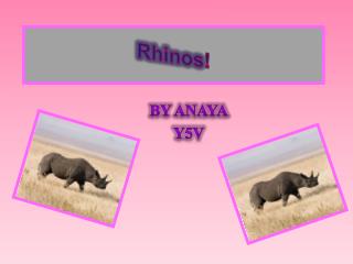 Rhinos !