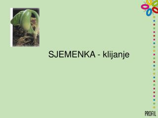 SJEMENKA - klijanje