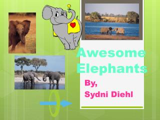Awesome Elephants