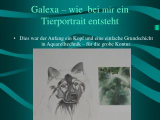 Galexa – wie bei mir ein Tierportrait entsteht
