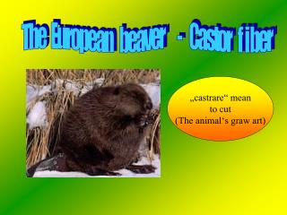 „castrare“ mean to cut (The animal‘s graw art)
