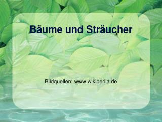 Bäume und Sträucher