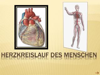 Herzkreislauf des M e nsche n