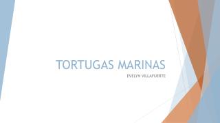 TORTUGAS MARINAS
