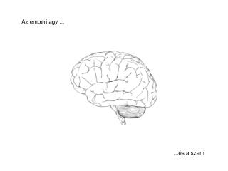 Az emberi agy ...